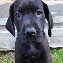 Great Danes from Lil Dane Loves