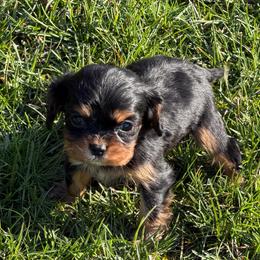 Trinket - Black and tan female Cavalier King Charles Spaniel puppy in Avoca, New York from Palladino’s Cavaliers of Upstate NY