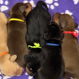 Green collar - Black and tan female Dachshund puppy in Shawnee, Oklahoma from Magic Eagle Miniature Dachshunds