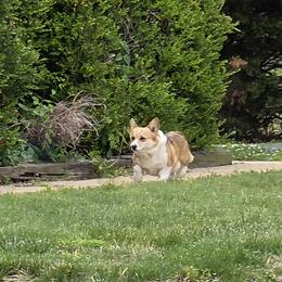 Pembroke Welsh Corgi puppies from Ranch Hand Corgis