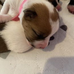 Girl 2 - Tri-color female Jack Russell Terrier puppy in Berthoud, Colorado from Shelby Burleson's Golden Retrievers and Jack Russell Terriers