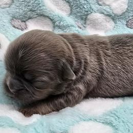 Blue - Blue male Shih Tzu puppy in Oakville, Washington from Garrard Creek Shih Tzus