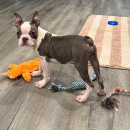 Teddy - Blue male Boston Terrier puppy in Conyers, Georgia from Dixe Hill Dogs