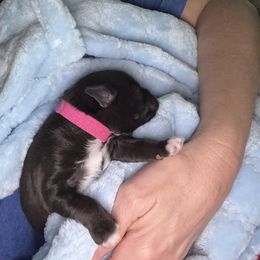 Miniature Schnauzer Puppies from Swedenburg Schnauzers