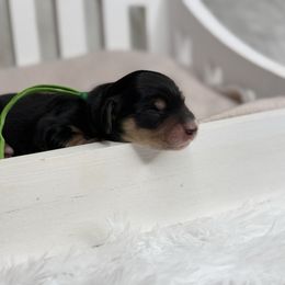 Jack - Black and cream male Dachshund puppy in Goodyear, Arizona from D&C Royal Dachshunds LLC