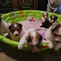 Shetland Sheepdog Puppies from Shantel Shelties