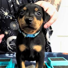 Black Tan Male 4 - Black male German Pinscher puppy in Chatham, Virginia from WMHK9/Roolyn German Pinschers