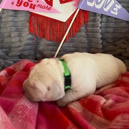 Paris - Yellow Labrador Retriever puppy in Knightdale, North Carolina from Four Belles Labradors