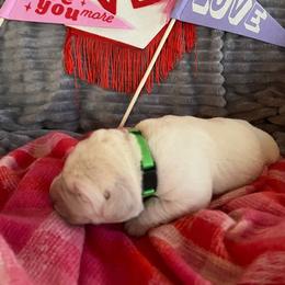 Paris - Yellow Labrador Retriever puppy in Knightdale, North Carolina from Four Belles Labradors