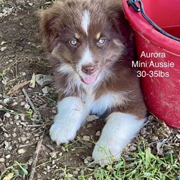 Aurora - Red tri-color female Australian Shepherd puppy in Sacramento, California from Bline's Awesome Aussies CA