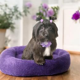 Kira - Black female Morkie puppy in Davie, Florida from Sweet Peluditos