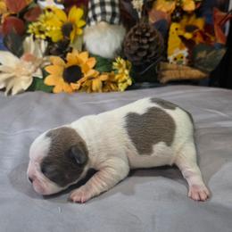 Han Solo - Blue male Boston Terrier puppy in Kingsport, Tennessee from Irish Heart Bostons