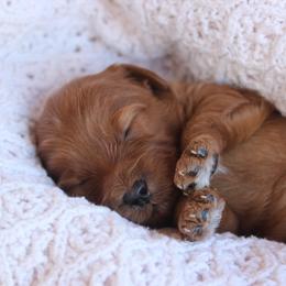 Berry - Red  female Goldendoodle puppy in Goodyear, Arizona from GAMMIE’S DOODLES