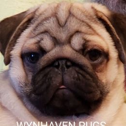 Wilson  - Pug