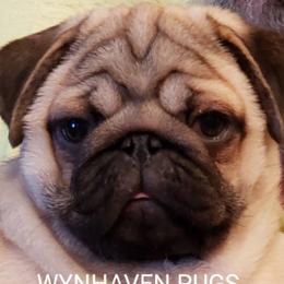 Wilson  - Pug