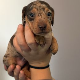 Boy 3 - Dapple male Dachshund puppy in New Jersey from Bergamo’s  Dachshunds & Beagles