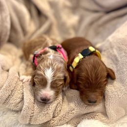 Goldendoodle Puppies from Poodle lovers