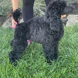 Poodle Puppies from Savicah Poodles