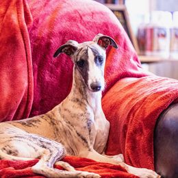 Boy 1 - Fawn brindle Whippet puppy in Chatfield, Minnesota from Devlynn Whippets