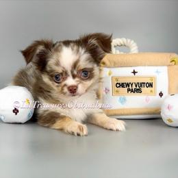 Katrina - Merle female Chihuahua puppy in Anderson, South Carolina from Lil Treasures Chihuahuas