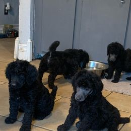 Poodle Puppies from Poodle Palace 918