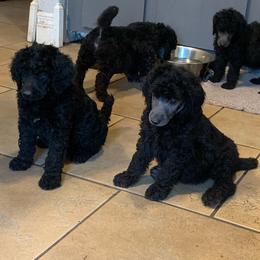 Poodle Puppies from Poodle Palace 918