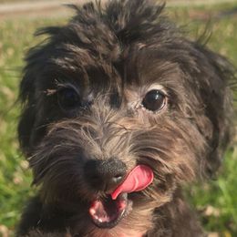 Naomi - Black female Cockapoo puppy in Lebanon, Kentucky from Mosaic Merle Doodles