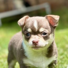 Border Collie and Chihuahua Puppies from Brooks Grove Canines LLC