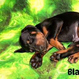 Black - Black and rust male Doberman Pinscher puppy in Louisville, Kentucky from Ruiz Dobermans