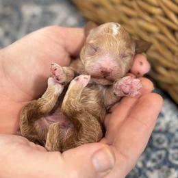 Boy 1 - Red  male Poodle puppy in Wharton, Texas from In the Red Poodles