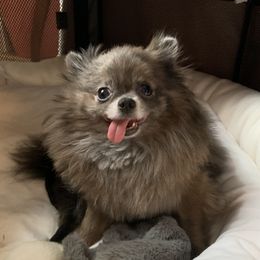 Birdie - Pomeranian