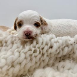 Pink Girl - Parti female Goldendoodle puppy in Philadelphia, Mississippi from Oakie Doodles