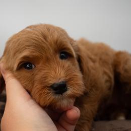Sage Black - Red  male Goldendoodle puppy in Lafayette, Alabama from Sweethaven Kennels