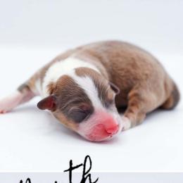 North - Sable male Pembroke Welsh Corgi puppy in Poteau, Oklahoma from Half-Pint Corgis