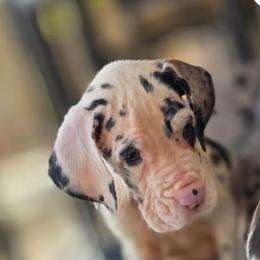 Harlequin Female 1 - Harlequin female Great Dane puppy in Gig Harbor, Washington from Lakaya Danes
