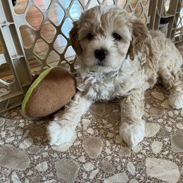 Aussiedoodle Puppies from Creek Bend Farm
