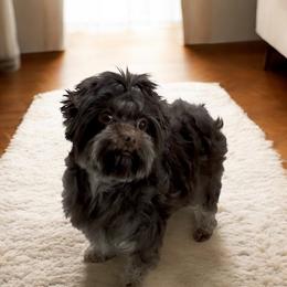 Yorkshire Terrier puppies from All Star Yorkies