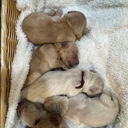 Burgundy - Golden female Golden Retriever puppy in Angier, North Carolina from Howard's Retrievers