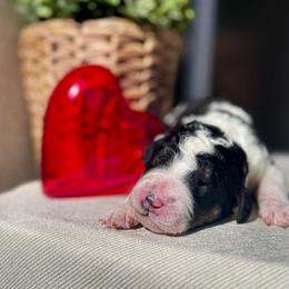 Smokey - Black and white male Bernedoodle puppy in Moreno Valley, California from Ayy_Doodles