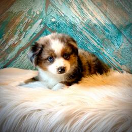 Sky - Blue merle female Miniature Australian Shepherd puppy in Opelika, Alabama from Haden’s Mini Aussies