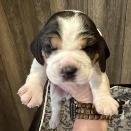 White  Female - Black white and tan female Beagle puppy in Viper, Kentucky from Mountain Top