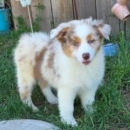 Lilly - Red merle female Australian Shepherd puppy in Albany, Oregon from Red Cloud Australian Shepherds and DeGray Great Danes & Bulldogs