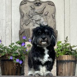 Havanese Puppies from Shadycove K9
