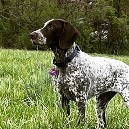 Boston Terriers and German Shorthaired Pointers from Fanfare Bostons and Shorthairs