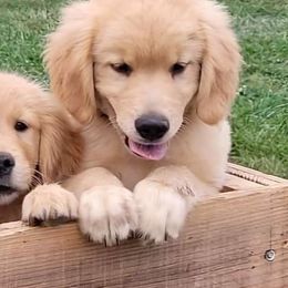 Micah - Golden Retriever
