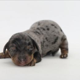 Male 1 - Dapple male Dachshund puppy in Childress, Texas from Taylor Farms