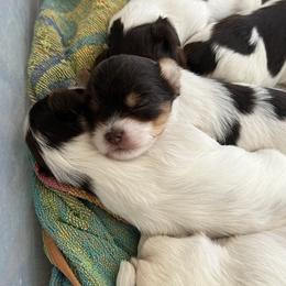 Yorkshire Terrier Puppies from Behrens_Beauties