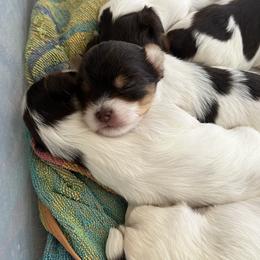 Yorkshire Terrier Puppies from Behrens_Beauties