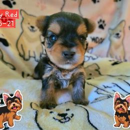 River - Black and gold male Yorkshire Terrier puppy in Nitro, West Virginia from Kathryn's Yorkies