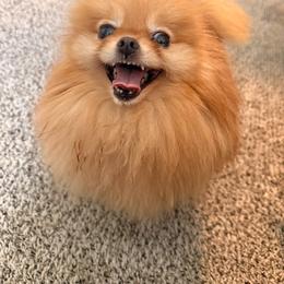 Mango - Orange female Pomeranian puppy in Salem, Oregon from PNW Dynasty Poms